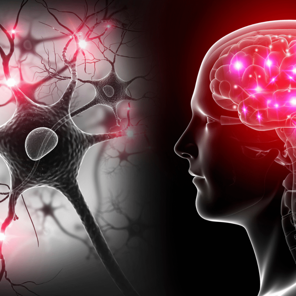 Illustration von Gehirn und Nervenzellen – wie dein Körper mit dir spricht auf neurobiologischer Ebene
