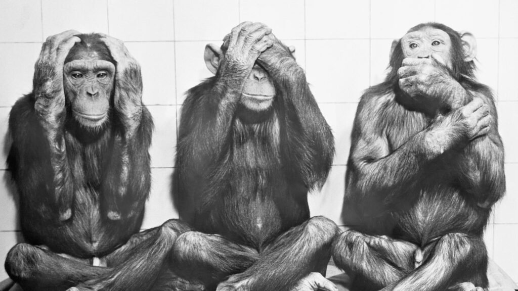 Drei Affen als Symbol für Ignoranz in Kommentarspalten – typisch bei Artikel nicht gelesen