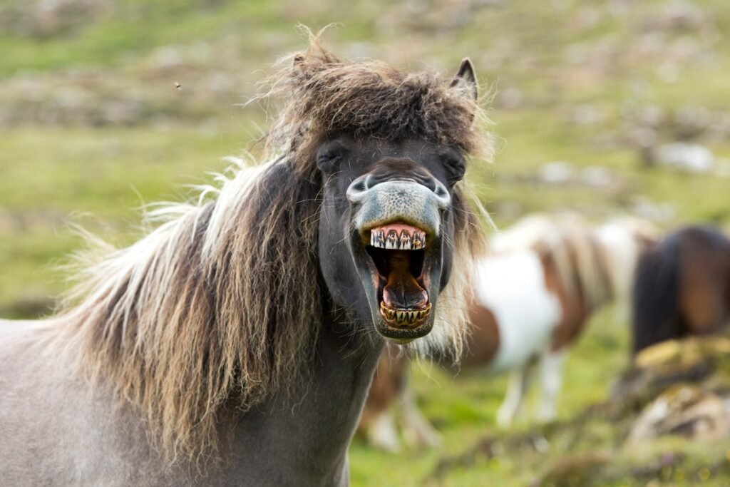 Der Mensch zahlt für das Leben auf der Erde – Pferd mit aufgerissener Schnauze wie im Lachen
