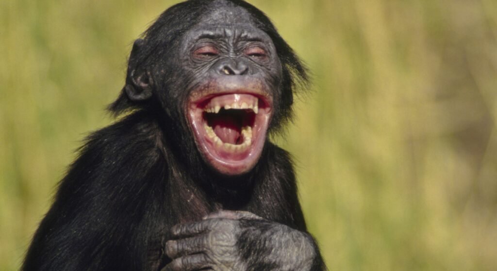 Der Mensch zahlt für das Leben auf der Erde – Bonobo zeigt Lebensfreude im Dschungel