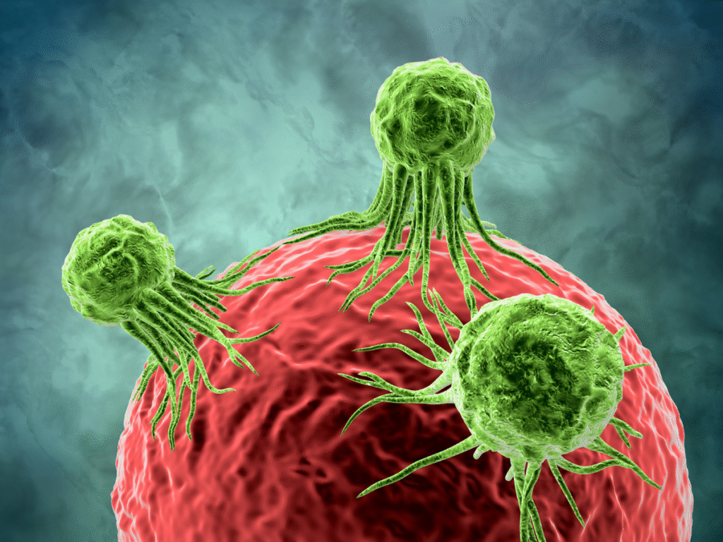 Zu viel Hygiene macht krank – Illustration möglicher Krankheitsmechanismen bei Immunsystem-Schwäche