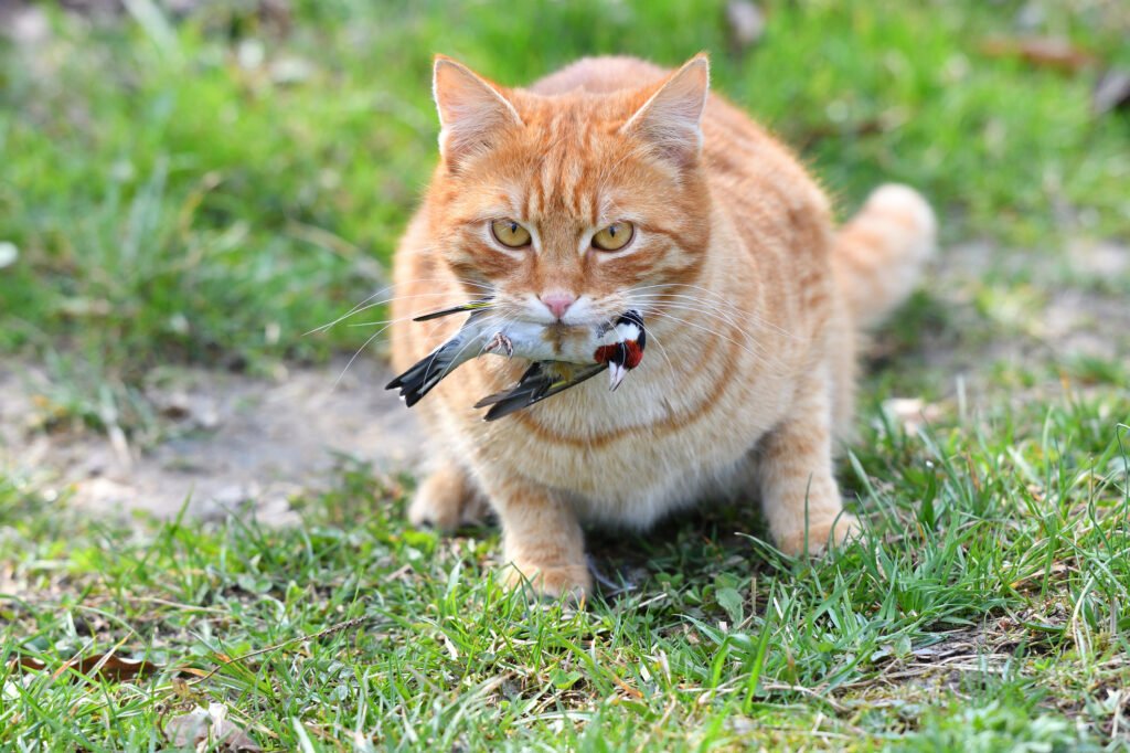 Eine Hauskatze mit einem toten Vogel im Maul – Beispiel für die gefährlichste Spezies der Welt nach dem Menschen